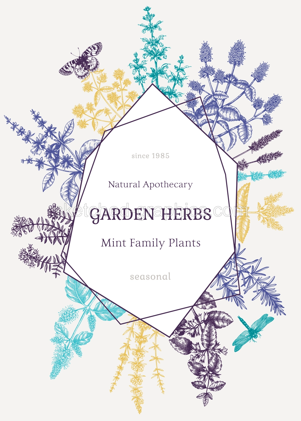 Hand-sketched Mint plants card. Vector Mints and Balms frame design. Vintage summer herbs and flowers hand drawings background.  Herbal tea template. Botanical illustration. Illustration